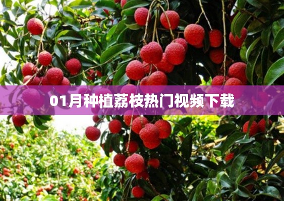 荔枝种植热门视频下载攻略(附教程)