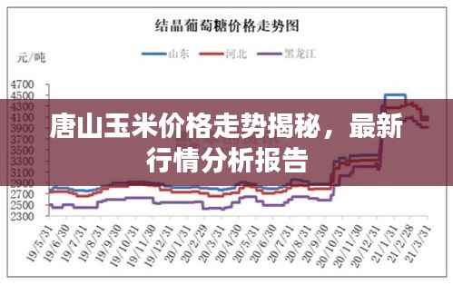 唐山玉米价格走势揭秘,最新行情分析报告
