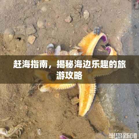 赶海指南,揭秘海边乐趣的旅游攻略