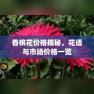 香槟花价格揭秘,花语与市场价格一览
