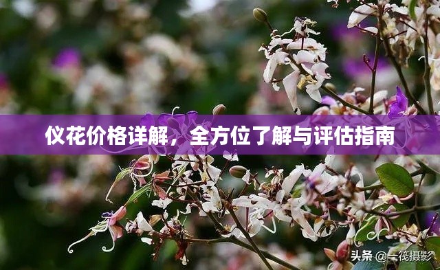 仪花价格详解,全方位了解与评估指南
