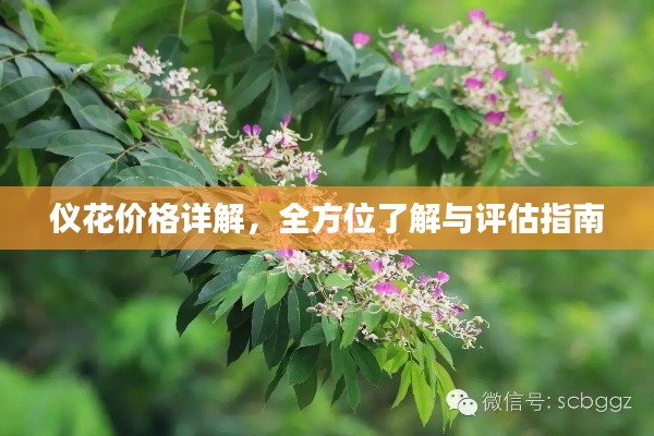 仪花价格详解,全方位了解与评估指南