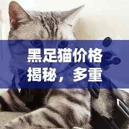 黑足猫价格揭秘,多重因素深度探讨